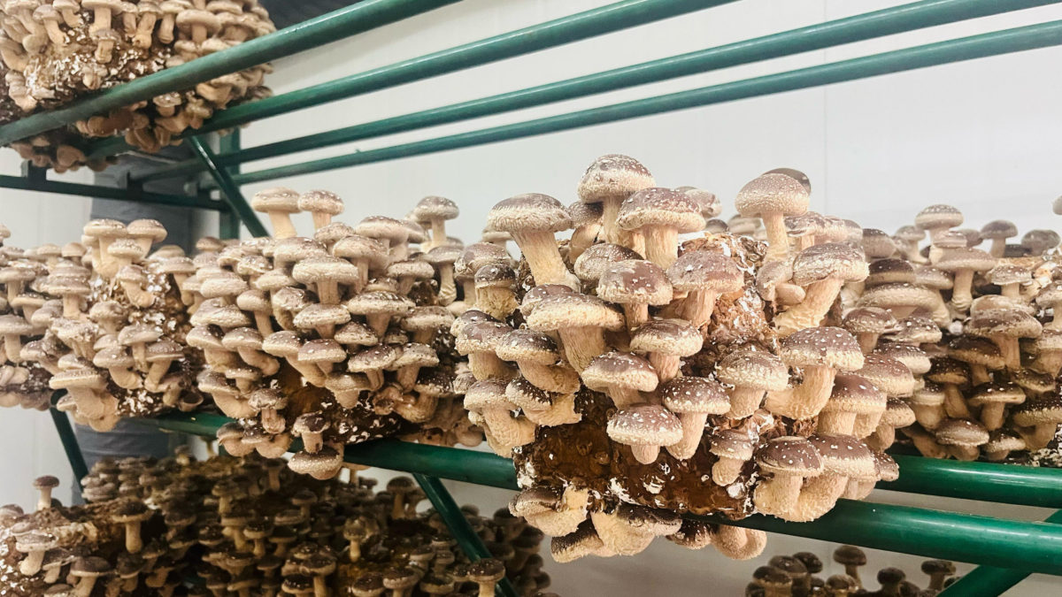 CA901 shiitake fruiting bodies close-up