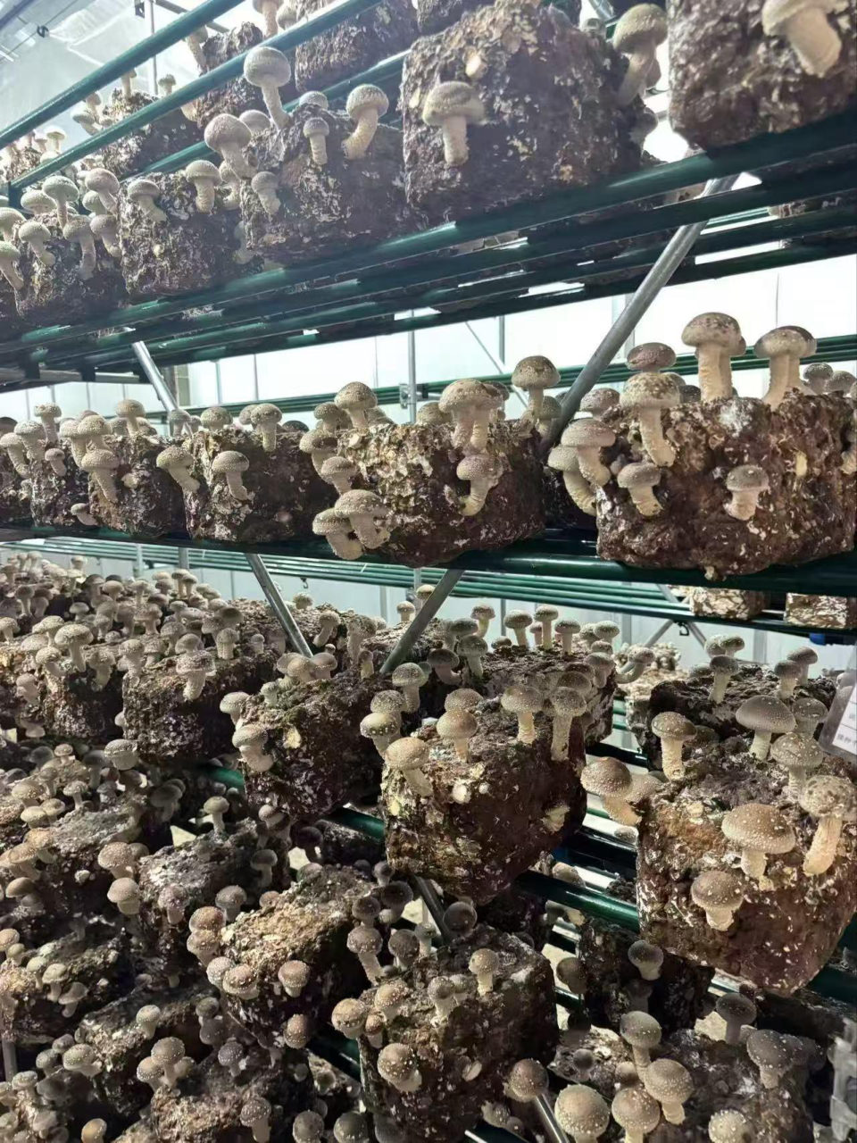 HS715 shiitake mushrooms growing from square blocks