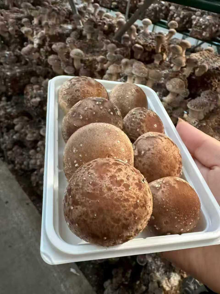 HS715 shiitake mushrooms harvested from Sunselin blocks