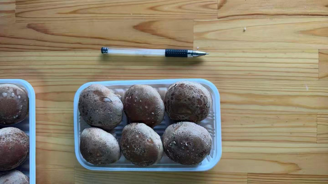 HS715 shiitake fruiting bodies close-up